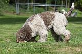 LAGOTTO CAVAGE 020